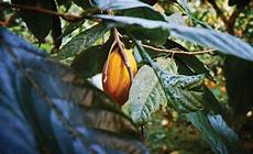 Cocoa Tree Confectionery