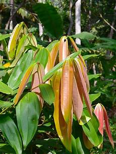 Confectionery Plants