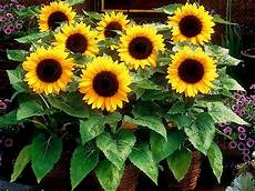 Confectionery Sunflower Seeds