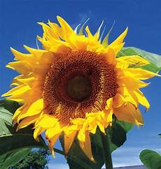 Sunflower Confectionery