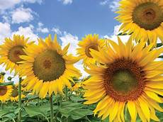 Sunflower Confectionery